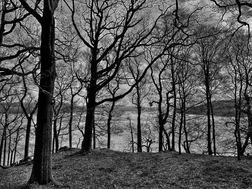 Woods at Wray Castle